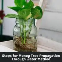 steps for money tree propagation through water method
