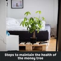 steps to maintain the health of the money tree